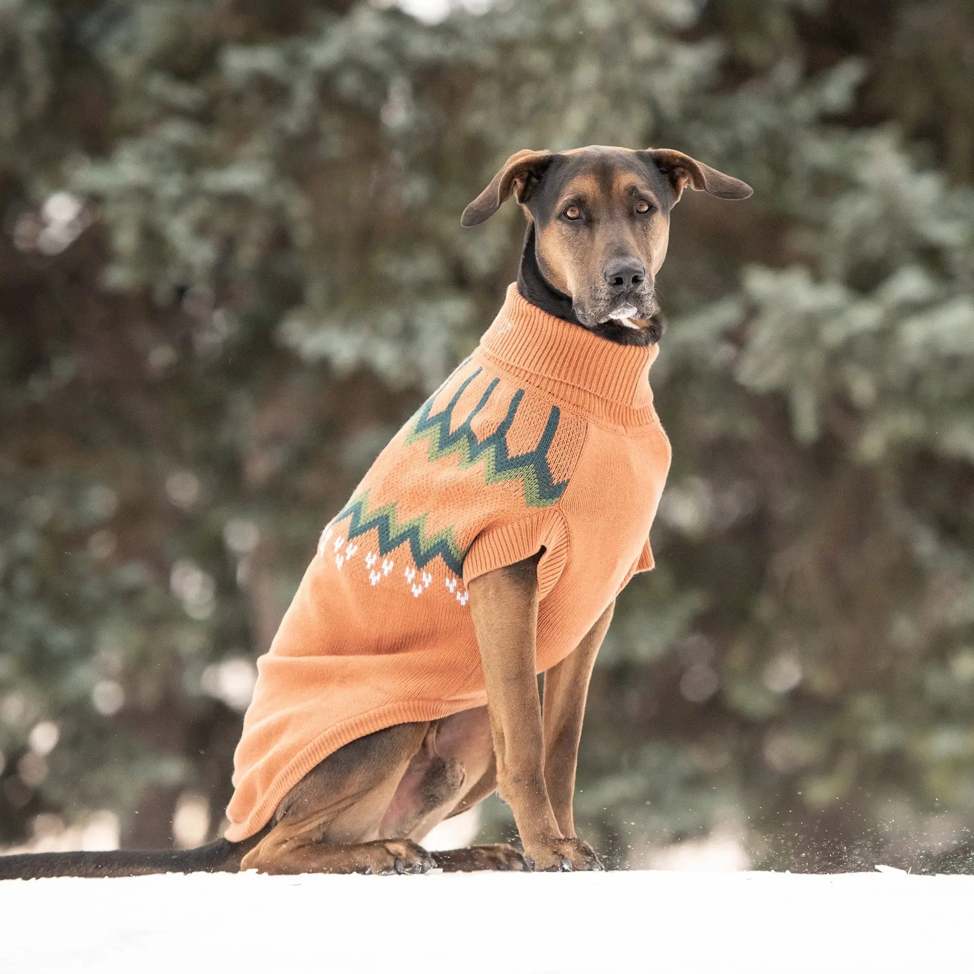 Heritage Dog Sweater | Hazel