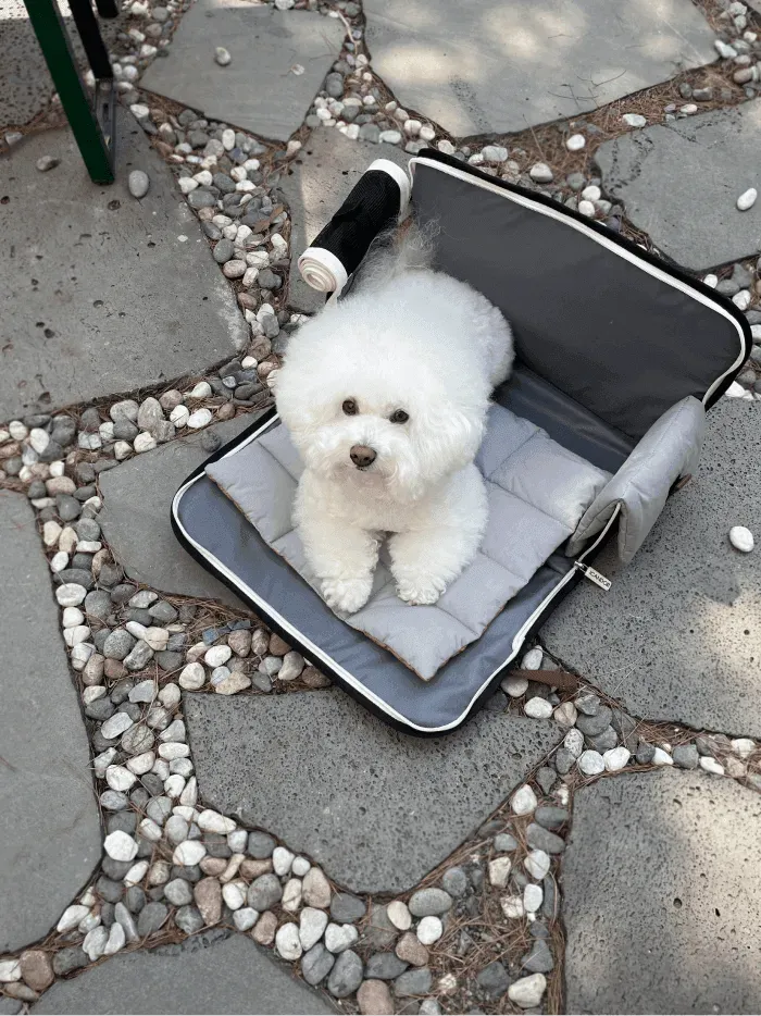 iBag | Pet Travel Carrier - Shy Navy