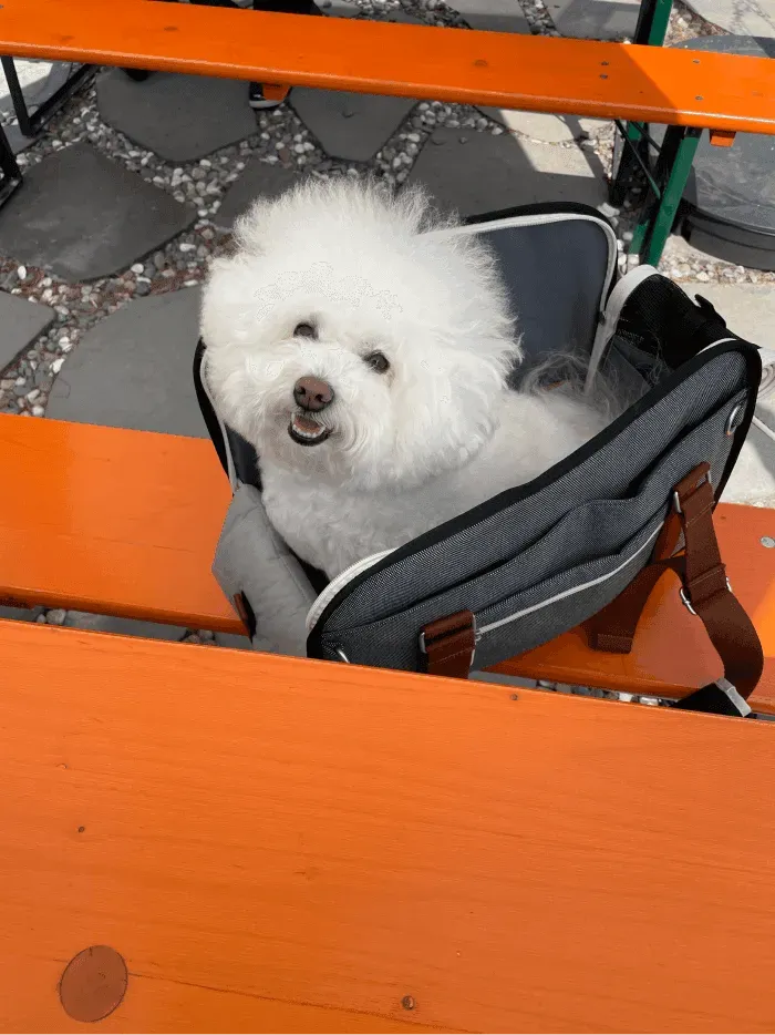 iBag | Pet Travel Carrier - Shy Navy