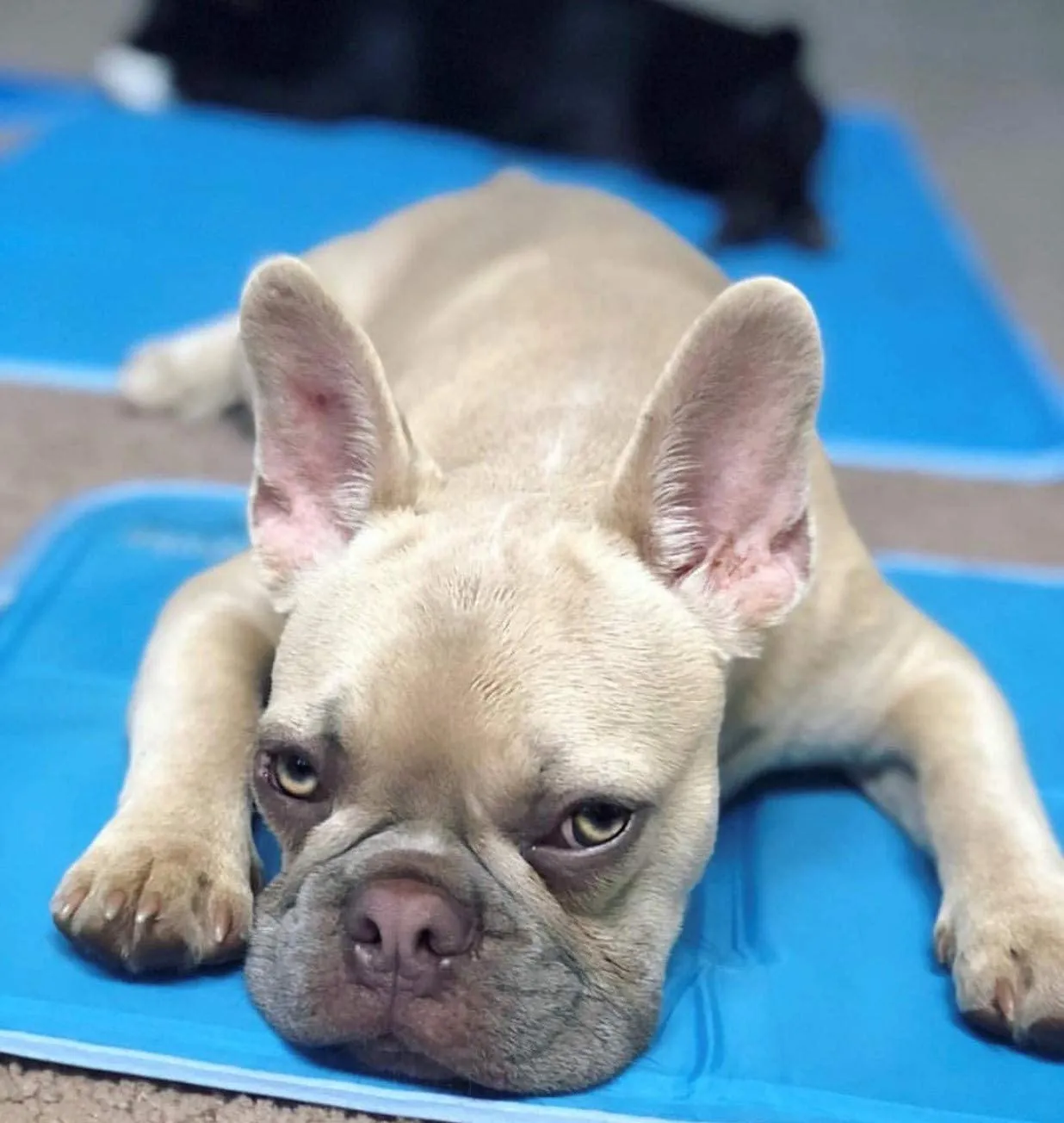 Pressure Activated Pet Cooling Mat